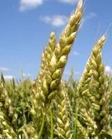 Семена чешской яровой пшеницы сорт Аранка. Элита и 1 репродукция