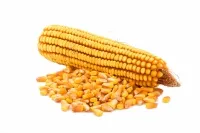 Посевной материал украинский гибрид кукурузы