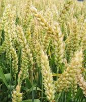 Насяння озимої пшениці Балатон