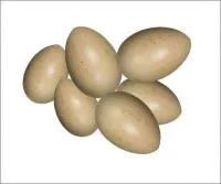 Инкубационное яйцо техасского перепела бройлер