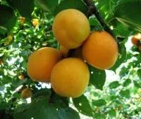 Саженцы абрикоса Полесский крупноплодный