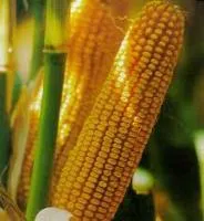 Семена кукурузы Моника 350 МВ п.е. Маис