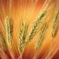 Насіння пшениці озимої Антонівка Е
