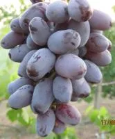 Саженцы винограда Эталон