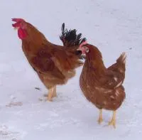 Суточные цыплята кур породы Тетра-Н
