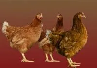 Суточные цыплята ку породы Ломанн браун