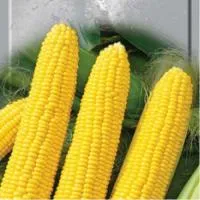 Семена кукурузы Почаевский 190 МВ