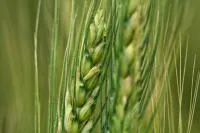 Семена пшеницы озимой Щедрость одесская