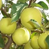 Саженцы яблони Голден Делишес клон Б