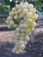 Саженцы винограда Италия