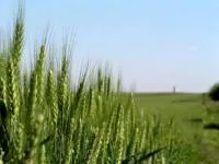 Пшеница озимая Пэрэпилка