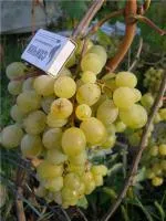 Черенки винограда Тигин (V-95-1)