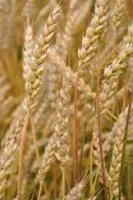 Пшеница озимая Лановый элита