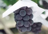 Виноград Пион