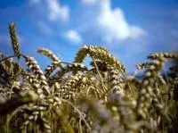 Семена пшеницы озимой Гармония одесская