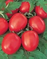 Семена томатов Толстой