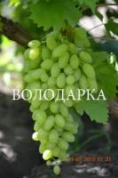 Саженцы винограда к-ш Столетие