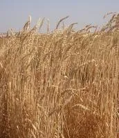 Семена пшеницы озимой Писанка элита