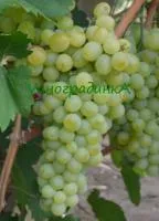 Саженцы винограда Иванна