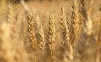 Пшеница озимая Традиция одесская