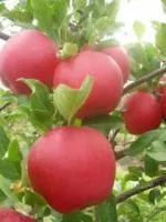 Саджанці яблунь Гала Маст