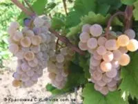 Саженцы винограда Подарок Магарача