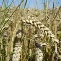 Семена пшеницы озимой Куяльник Р-2