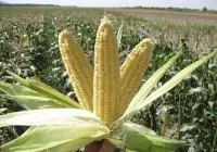 Семена кукурузы Кадр 267 МВ