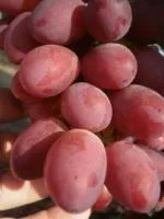 Саженцы винограда Бордовая мантия