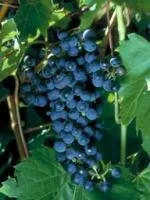 Саженцы морозоустойчивого винограда Фронтиньяк