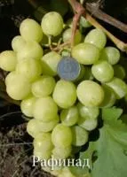 Саженцы винограда Рафинад