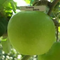 Саженцы яблони Гранни Смит