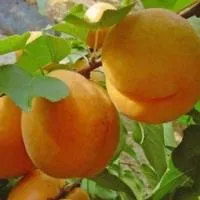 Саженцы абрикоса ананасный Цюрупинский