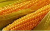 Семена кукурузы Кремень 200 СВ