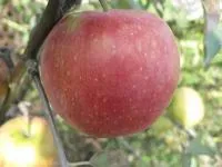 Саджанці яблунь Джонагоред супра
