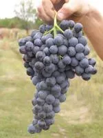 Черенки винограда ВВ-3