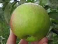 Саджанці яблунь ТАК 65-17