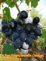 Саженцы винограда Мавр в Киеве