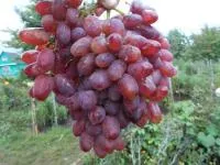 Черенки винограда Юбилей Новочеркасска