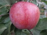 Саженцы яблонь Малиновое оберляндское (Малиновка)