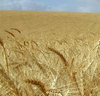 Пшеница озимая Лира одесская