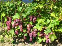 Черенки винограда Траминер розовый