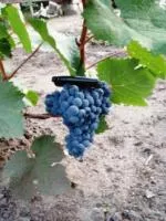 Саженцы винограда Голубок