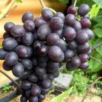 Черенки винограда Краса Никополя