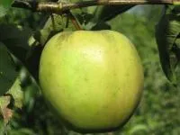 Саджанці яблунь Голден резистент