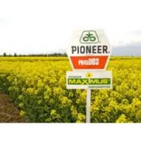 Насіння озимого ріпаку ПР45Д03 / PR45D03 Pioneer