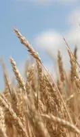 Пшеница озимая Ластивка одесская элита