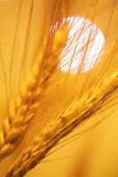 Семена пшеницы озимой Катруся одесская