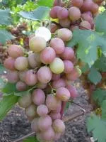 Черенки винограда Гурман лакомка 3-6