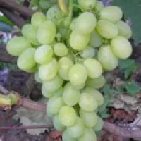 Саженцы винограда Вива Айка